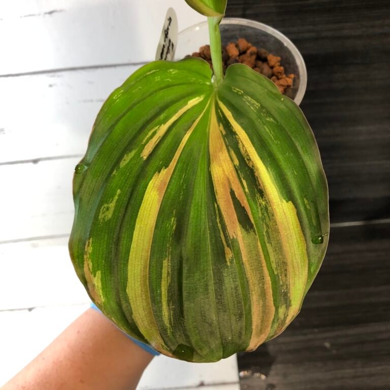 Variegated Kaempferia Galanga "peacock ginger" - Image 3