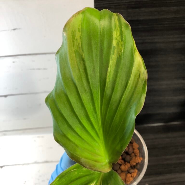 Variegated Kaempferia Galanga "peacock ginger" - Image 4