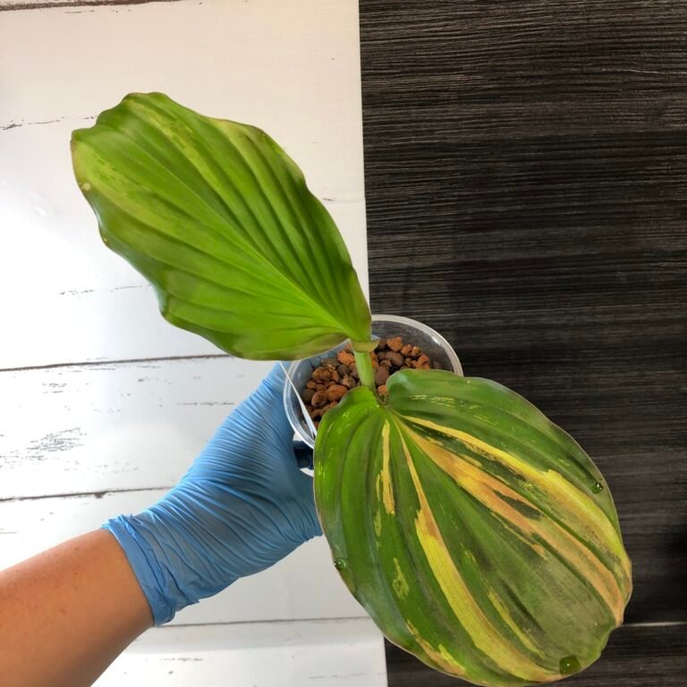 Variegated Kaempferia Galanga "peacock ginger" - Image 5
