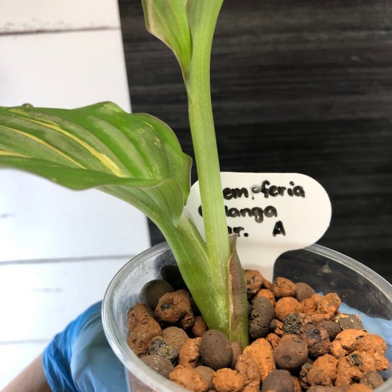 Variegated Kaempferia Galanga "peacock ginger" - Image 7