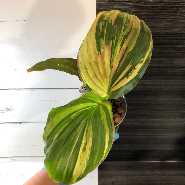 Variegated Kaempferia Galanga "peacock ginger"