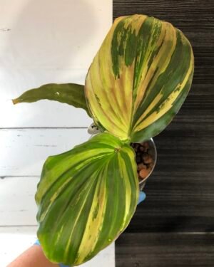 Variegated Kaempferia Galanga "peacock ginger"