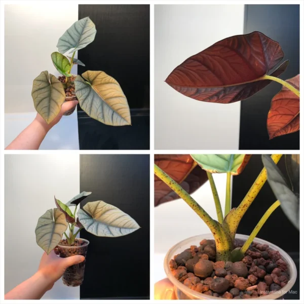 Alocasia nebula "Elaine" - Image 2