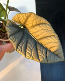Alocasia nebula "Elaine"