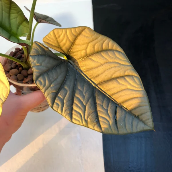 Alocasia nebula "Elaine"