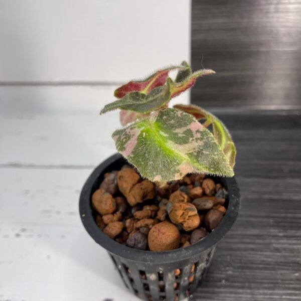 variegated begonia listada - Image 4