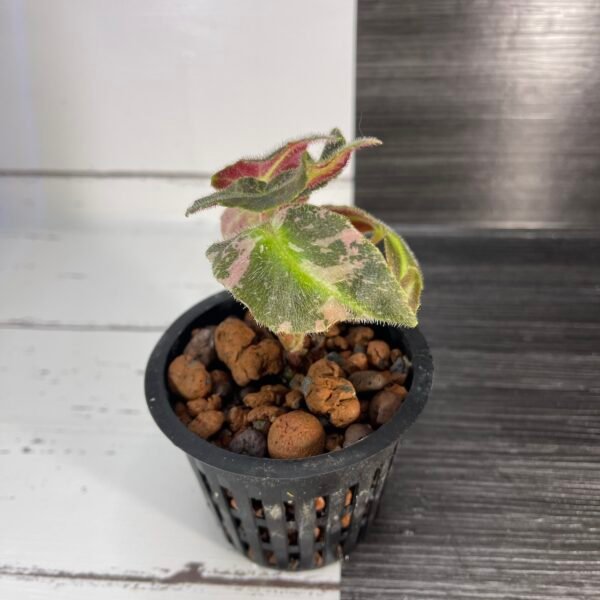 variegated begonia listada - Image 5
