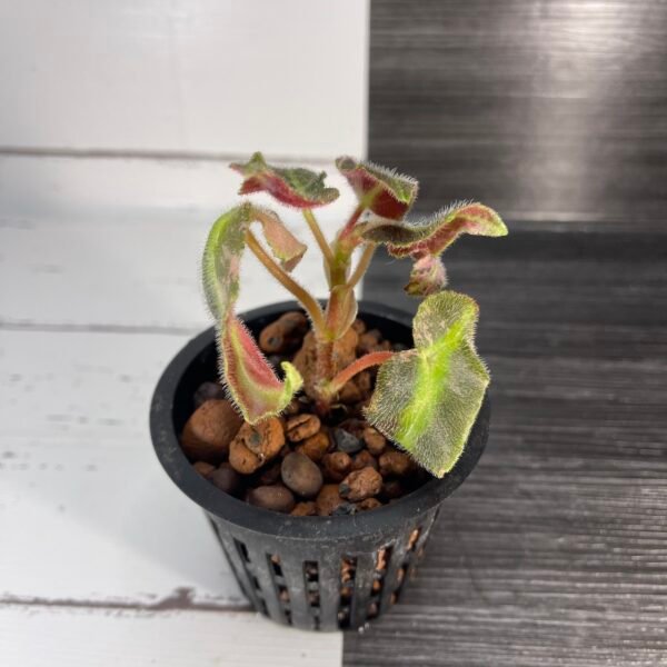 variegated begonia listada - Image 6