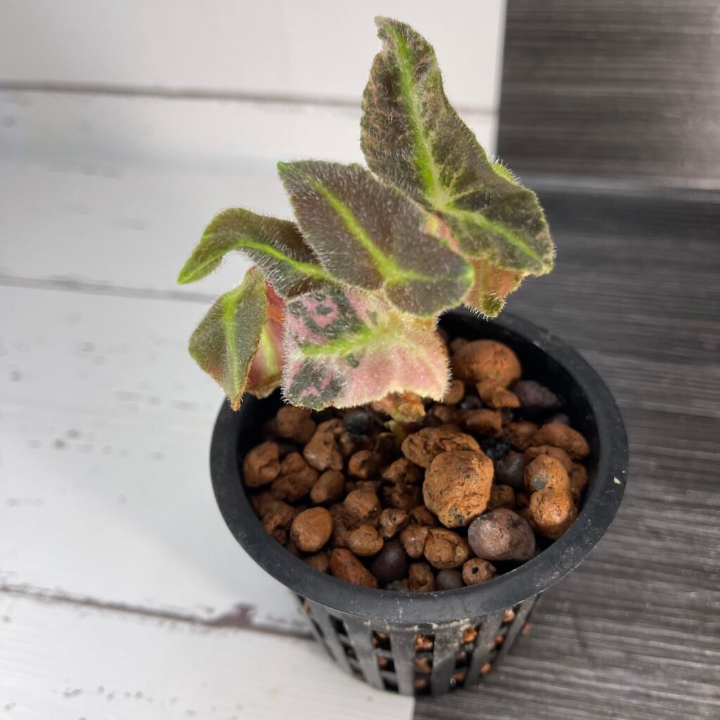 variegated begonia listada