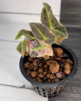 variegated begonia listada