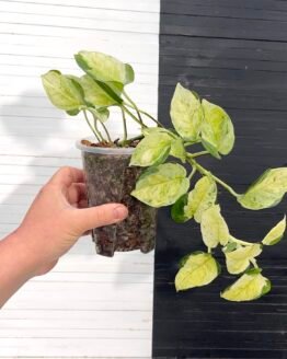 Japanese Pothos Global - 510313
