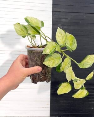 Japanese Pothos Global