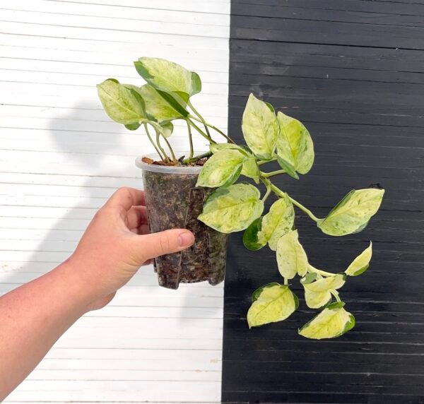 Japanese Pothos Global