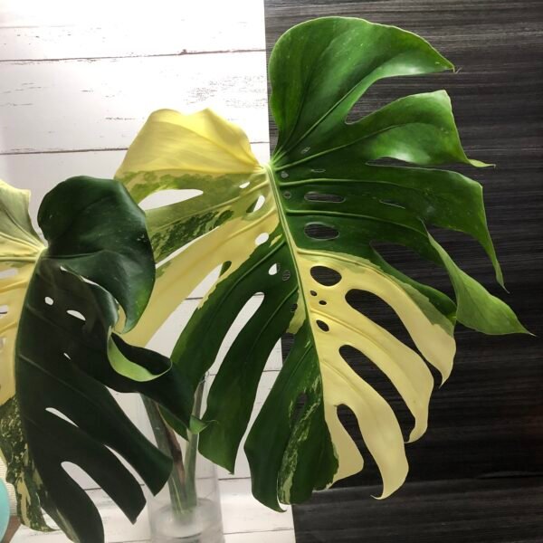 Extremely Rare | Variegated monstera deliciosa albo large form