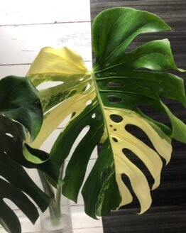 Extremely Rare | Variegated monstera deliciosa albo large form