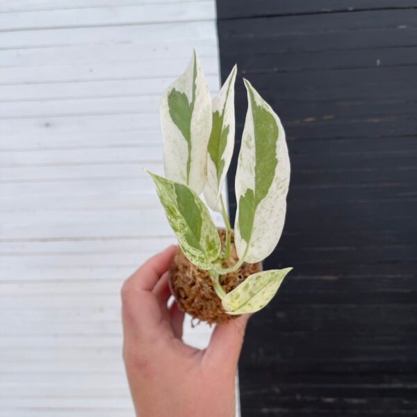Epipremnum Pothos Excellent - Image 2