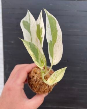 Epipremnum Pothos Excellent