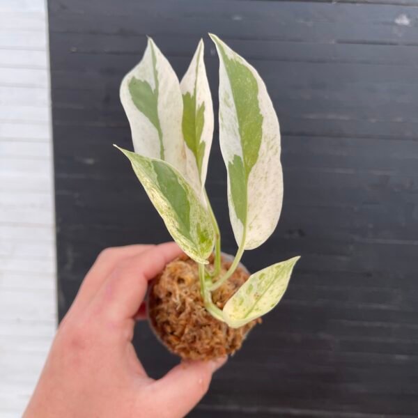 Epipremnum Pothos Excellent
