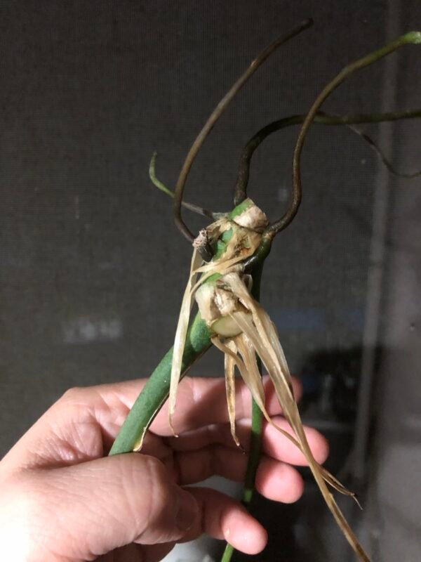 anthurium pallidiflorum narrow form cutting | 197 - Image 7