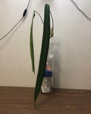 anthurium pallidiflorum narrow form cutting | 197