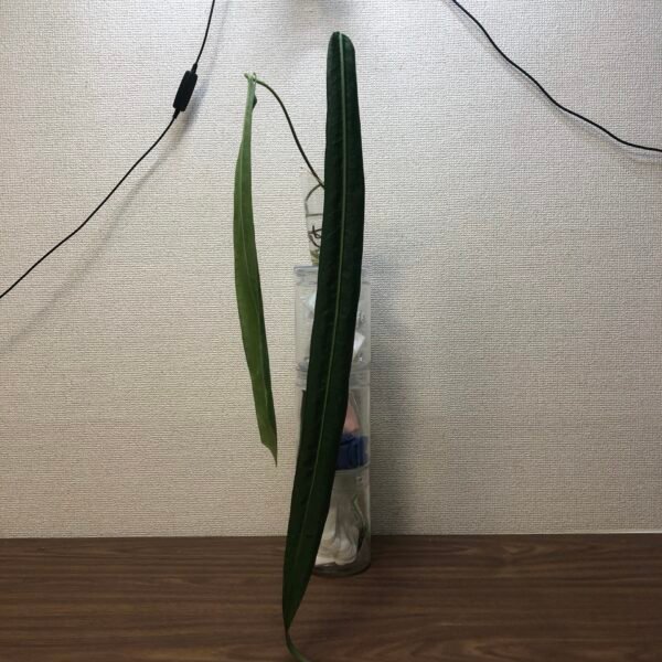 anthurium pallidiflorum narrow form cutting | 197 - Image 2
