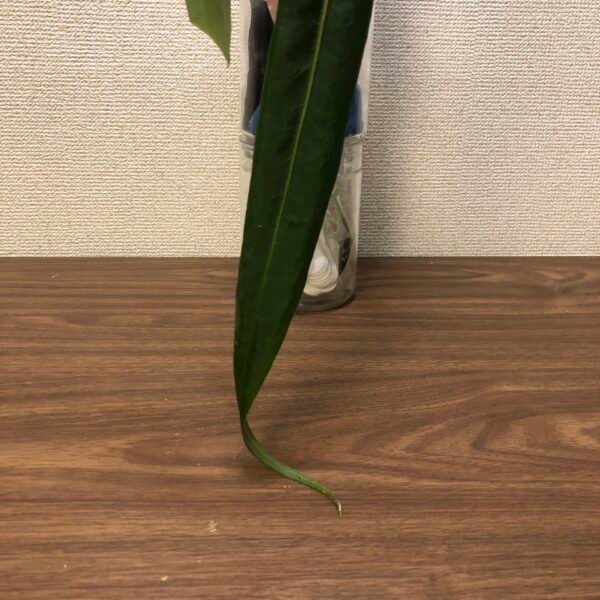 anthurium pallidiflorum narrow form cutting | 197 - Image 5