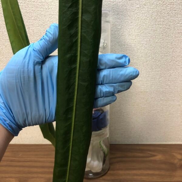 anthurium pallidiflorum narrow form cutting | 197 - Image 4