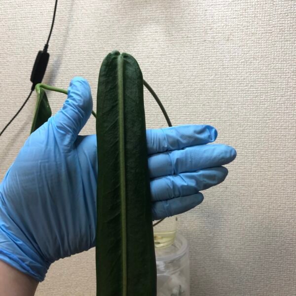 anthurium pallidiflorum narrow form cutting | 197 - Image 3