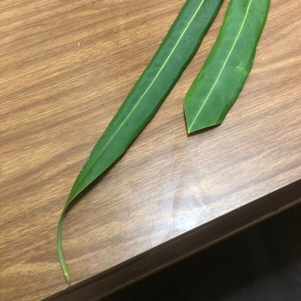 anthurium pallidiflorum narrow form cutting | 197 - Image 6