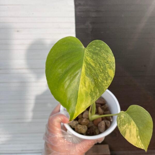 Variegated monstera deliciosa aurea large form "Marilyn" - Image 2