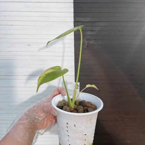 Variegated monstera deliciosa aurea large form "Marilyn" - Image 4