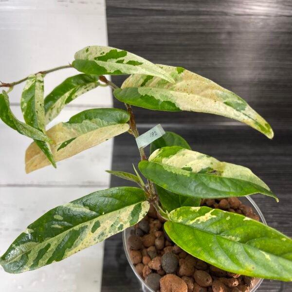 variegated ficus sagittata - Image 2