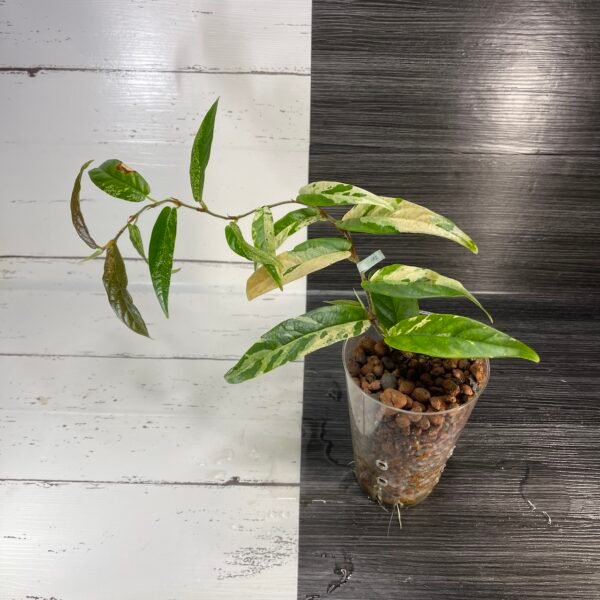variegated ficus sagittata - Image 3