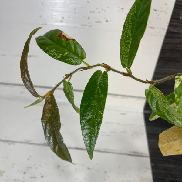 variegated ficus sagittata - Image 4