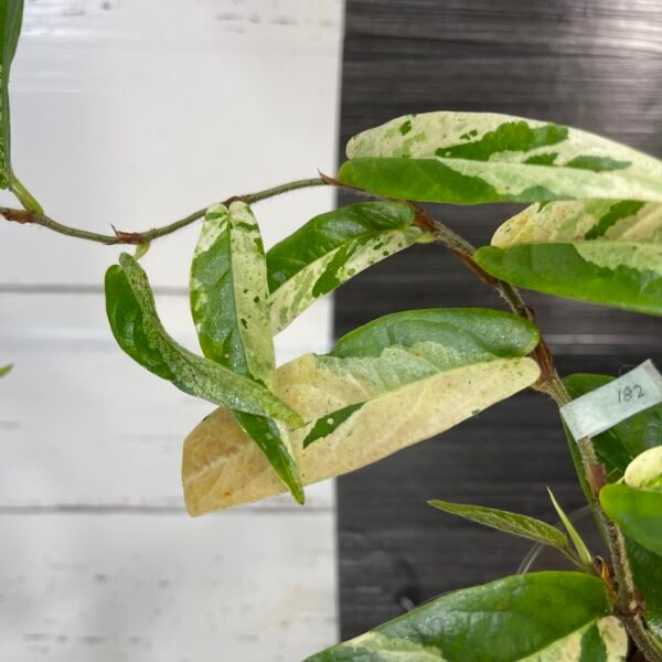 variegated ficus sagittata - Image 5