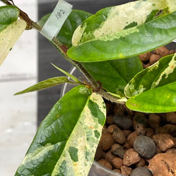 variegated ficus sagittata - Image 6