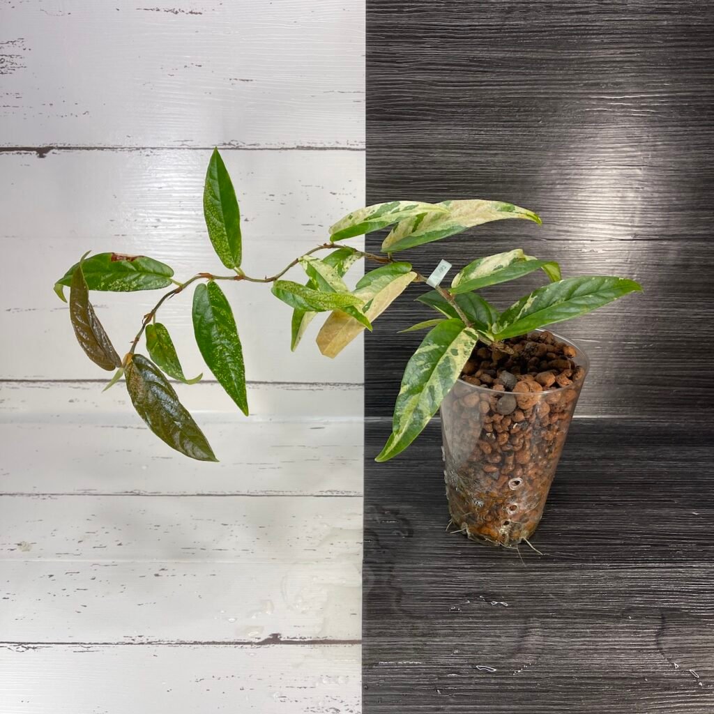 variegated ficus sagittata
