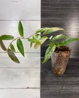 variegated ficus sagittata