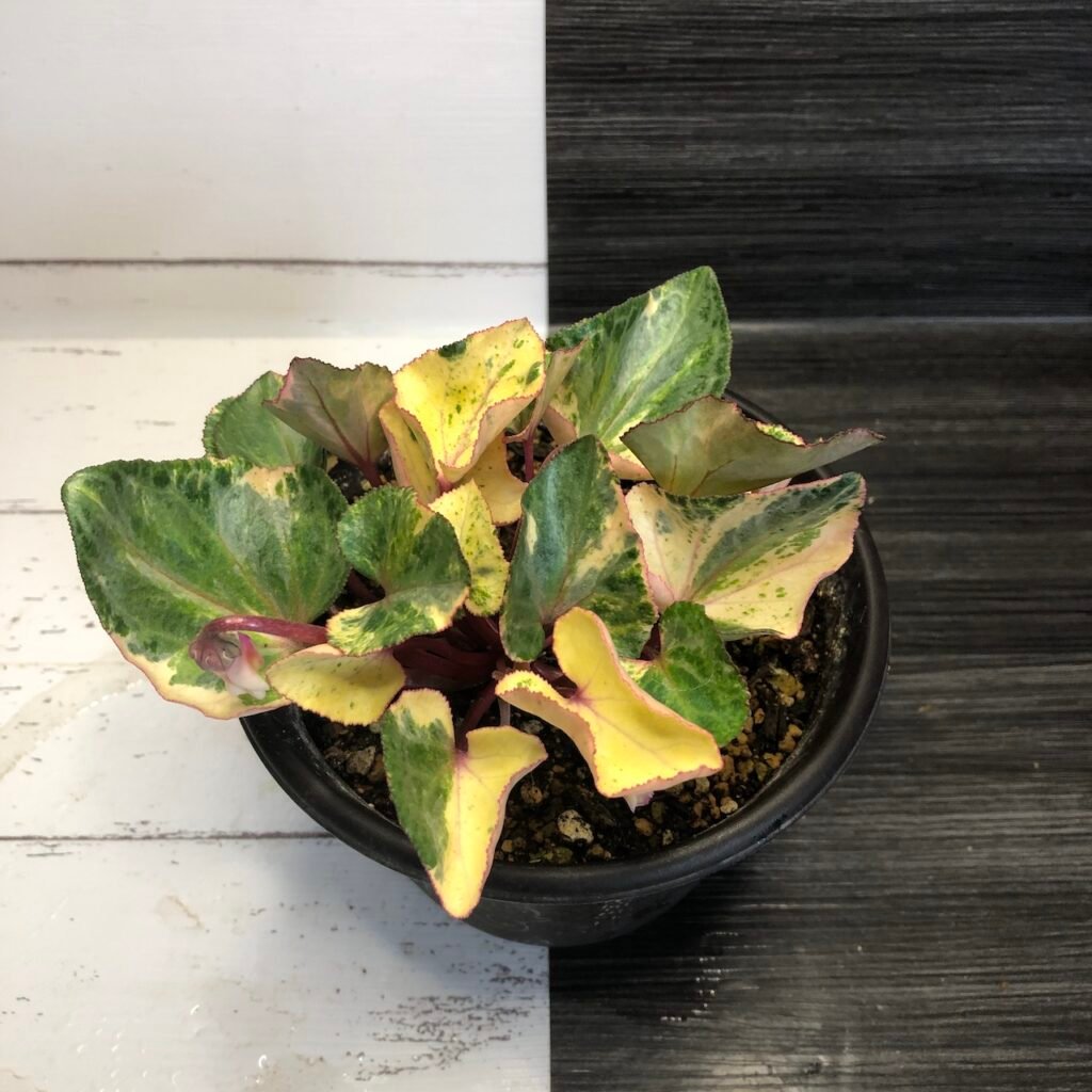 Variegated cyclamen persicum variegated