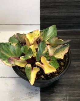 Variegated cyclamen persicum variegated