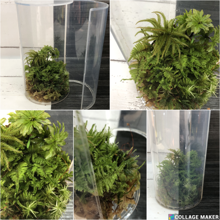 Moss Terranium Set - Image 2