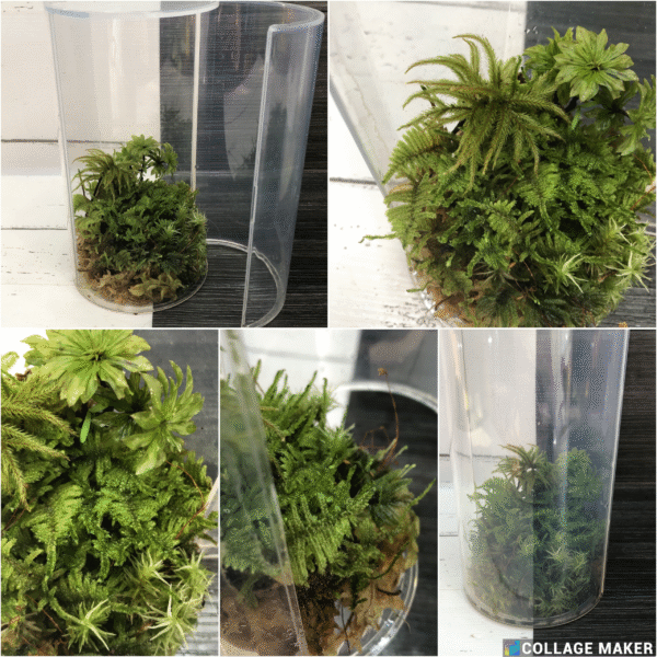 Moss Terranium Set - Image 2