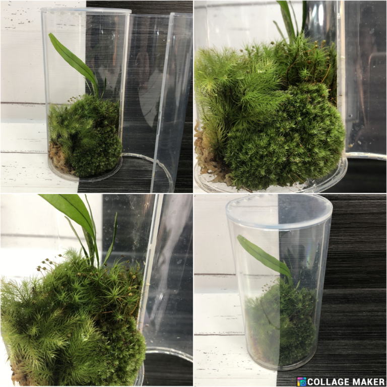 Moss Terranium Set - Image 3