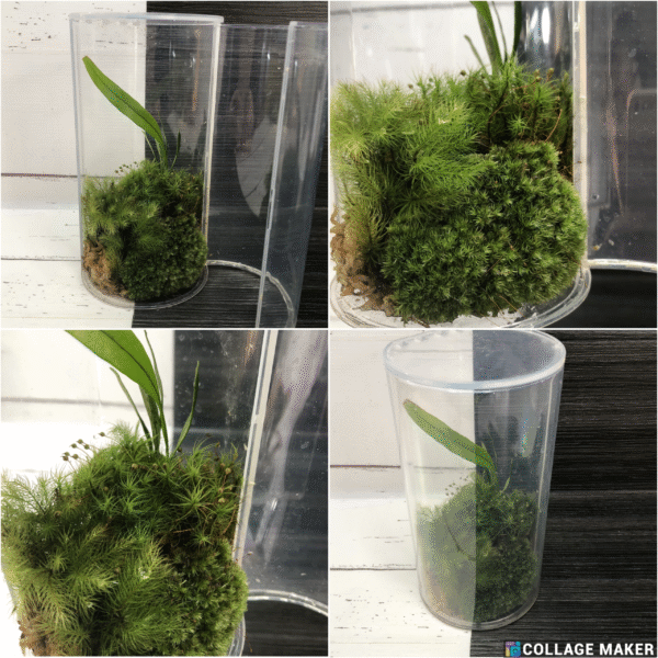 Moss Terranium Set - Image 3
