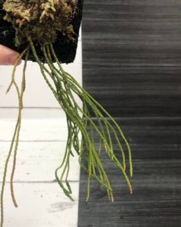 Lycopodium Sieboldii