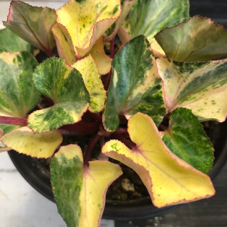 Variegated cyclamen persicum variegated - Image 2
