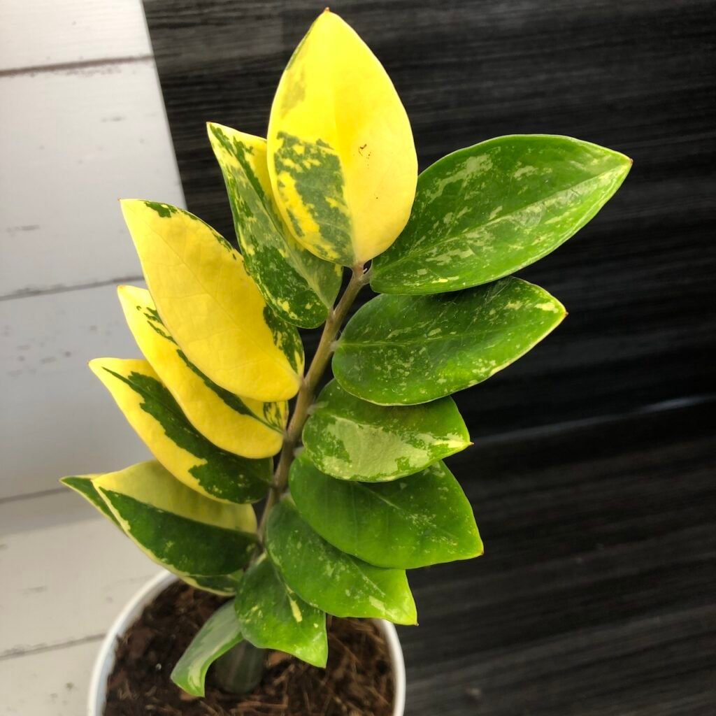 Variegated zamioculcas