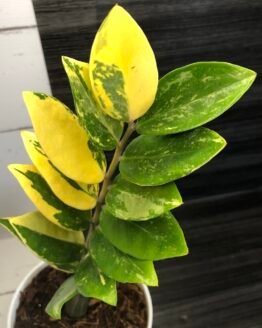 Variegated zamioculcas