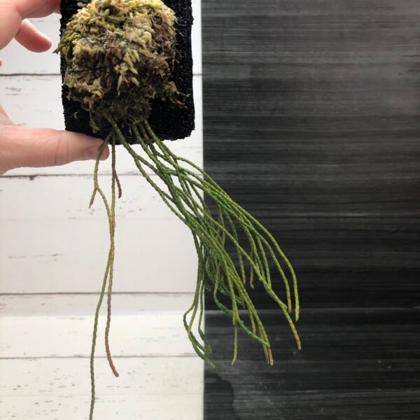 Lycopodium Sieboldii - Image 2
