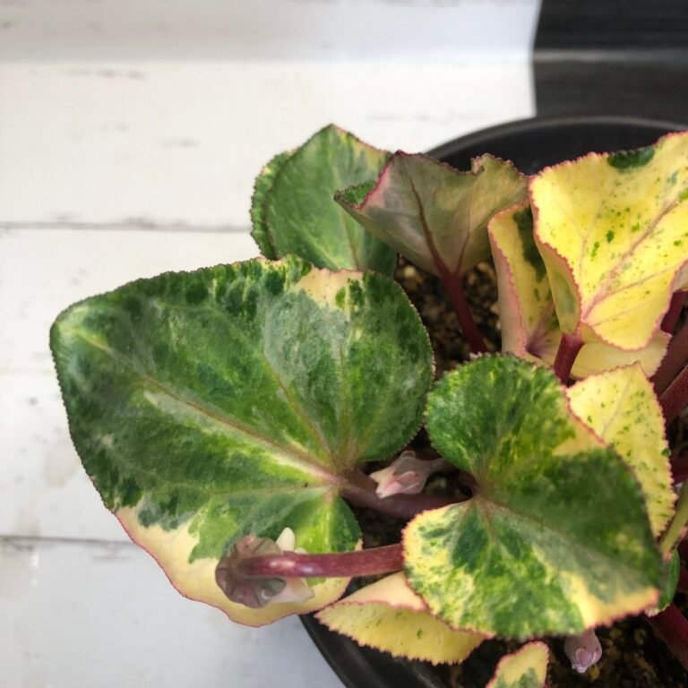Variegated cyclamen persicum variegated - Image 3